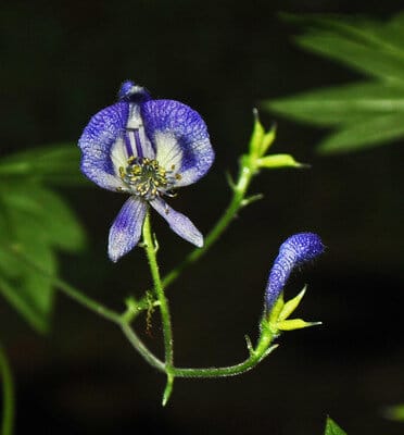 The Northern monkshood lives on the cool sandstone cliffs that line the Kickapoo River. The plant is listed as threatened in Wisconsin and federally. Photo by Aaron Carlson on Flickr.