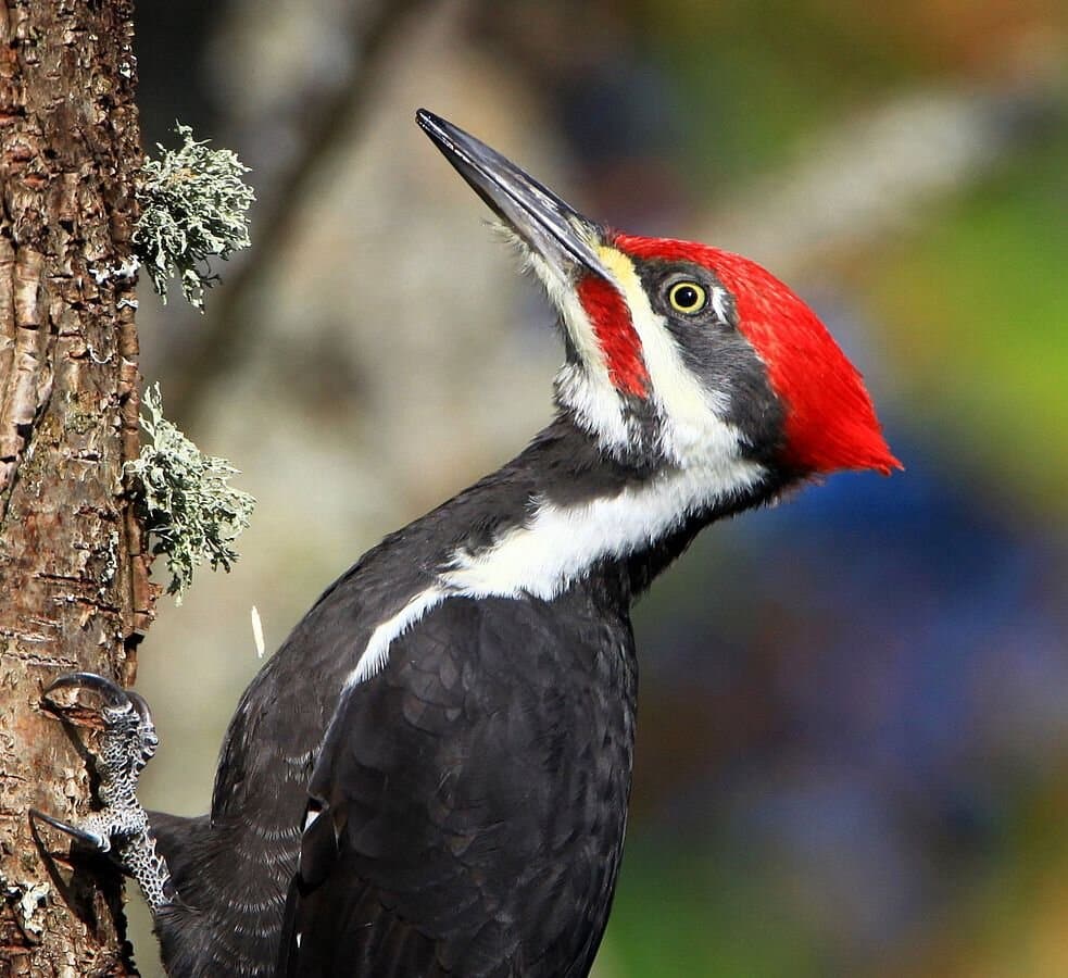 Pileated woodpecker image via Wikimedia Commons.