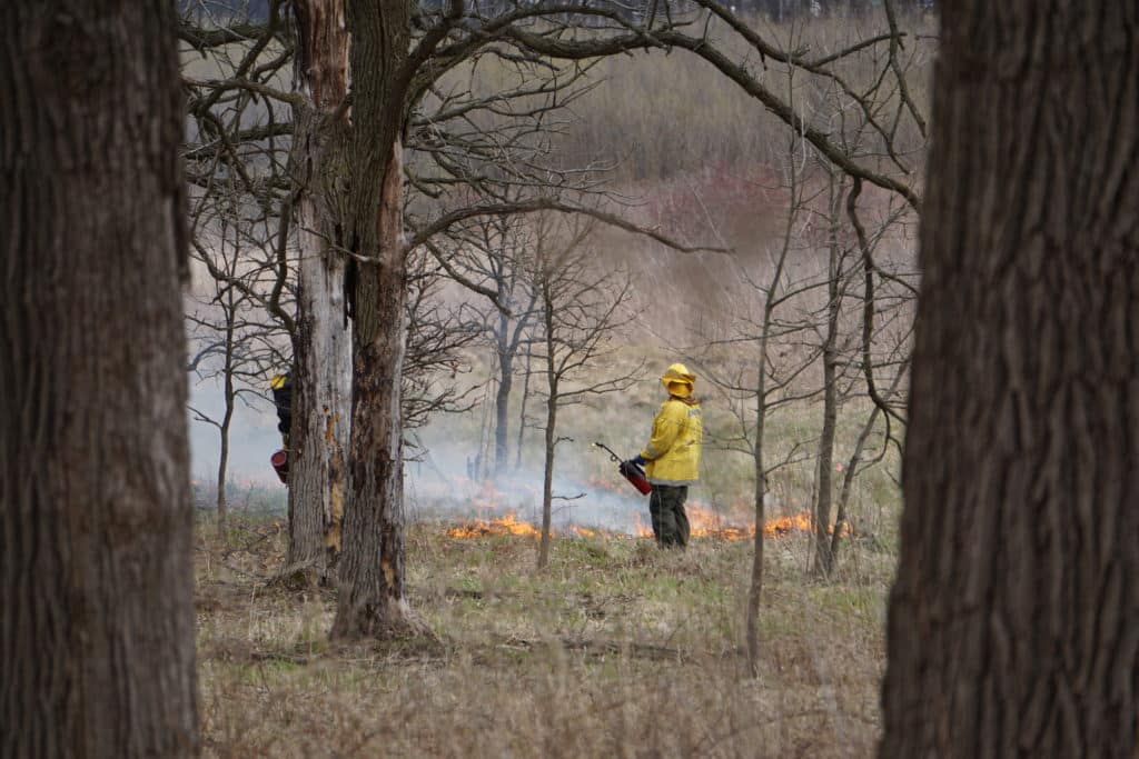 The fire crew starts the burning so that the fire will move into the wind. Prescribed burns are often conducted against the wind to keep them smaller and easier to control. A crewmember is seen through a gap in the foreground trees, carrying a torch and wearing fire-protection gear. Small patches of flame are visible on the ground in front of the crewmember.