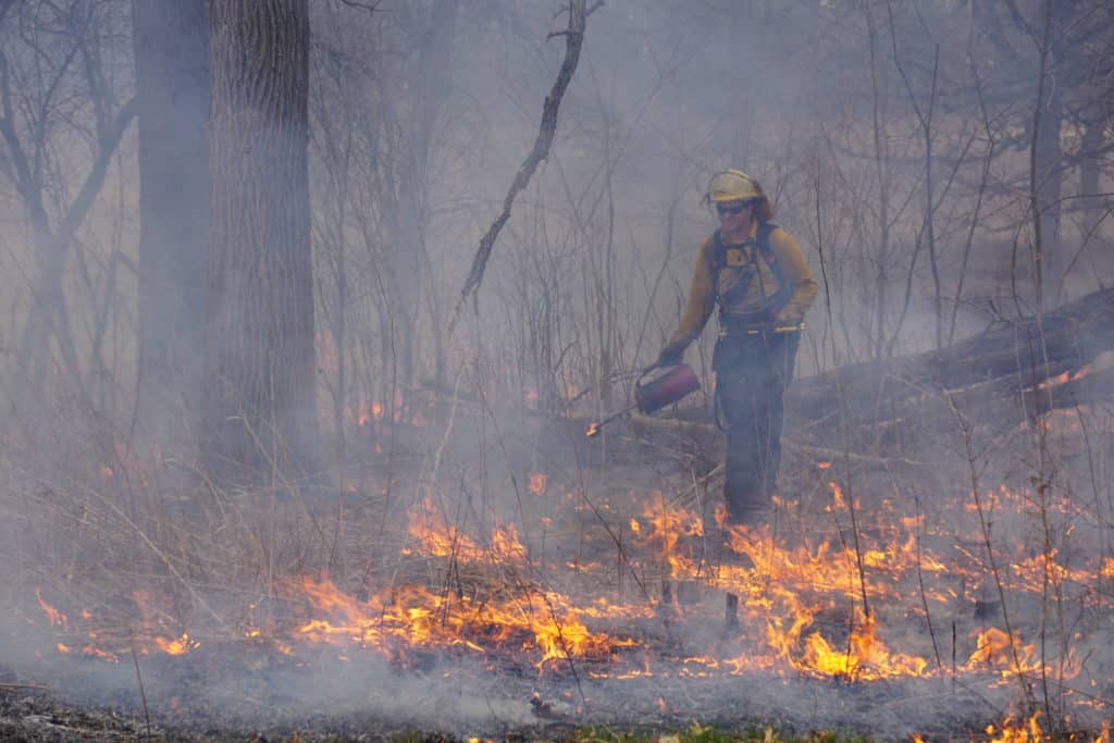 A member of the fire team uses a drip torch to light small fires in the dry grass and brush. Small patches of flame are visible on the ground amid dry, brown vegetation.