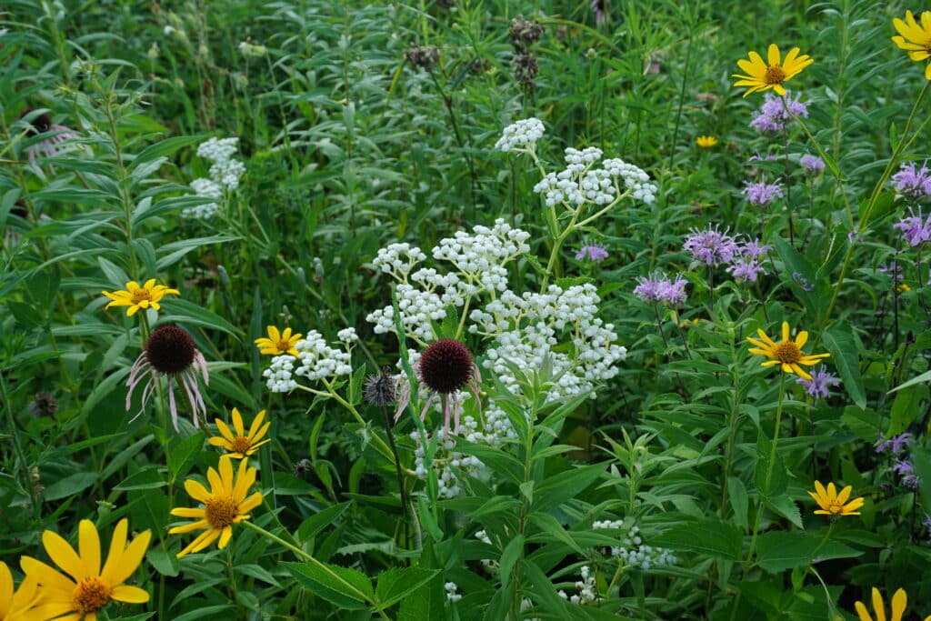 A patch of white, yellow and purple wildflowers, including echinacea and bee balm