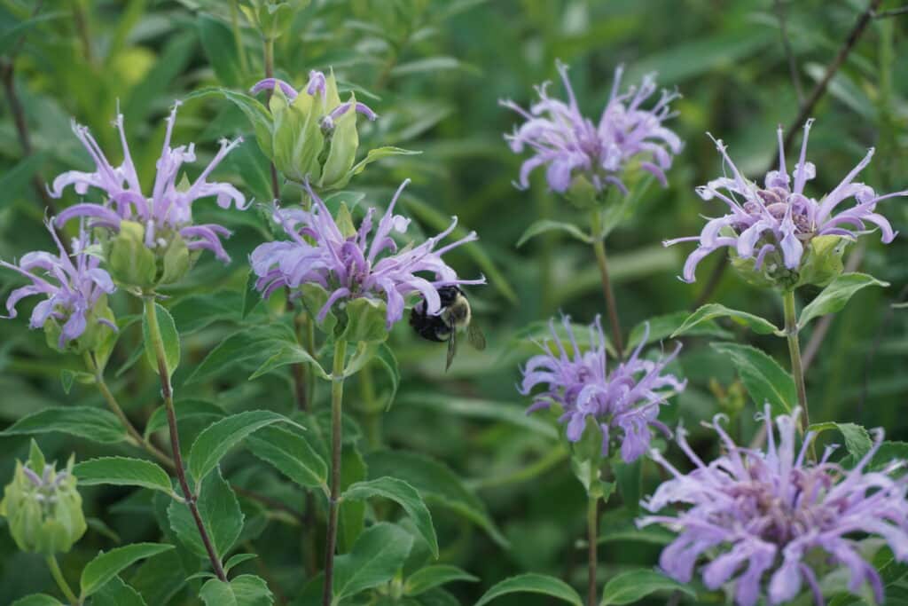A bumblebee hangs from a light purple bee balm flower, with other bee balm flowers and leaves around it
