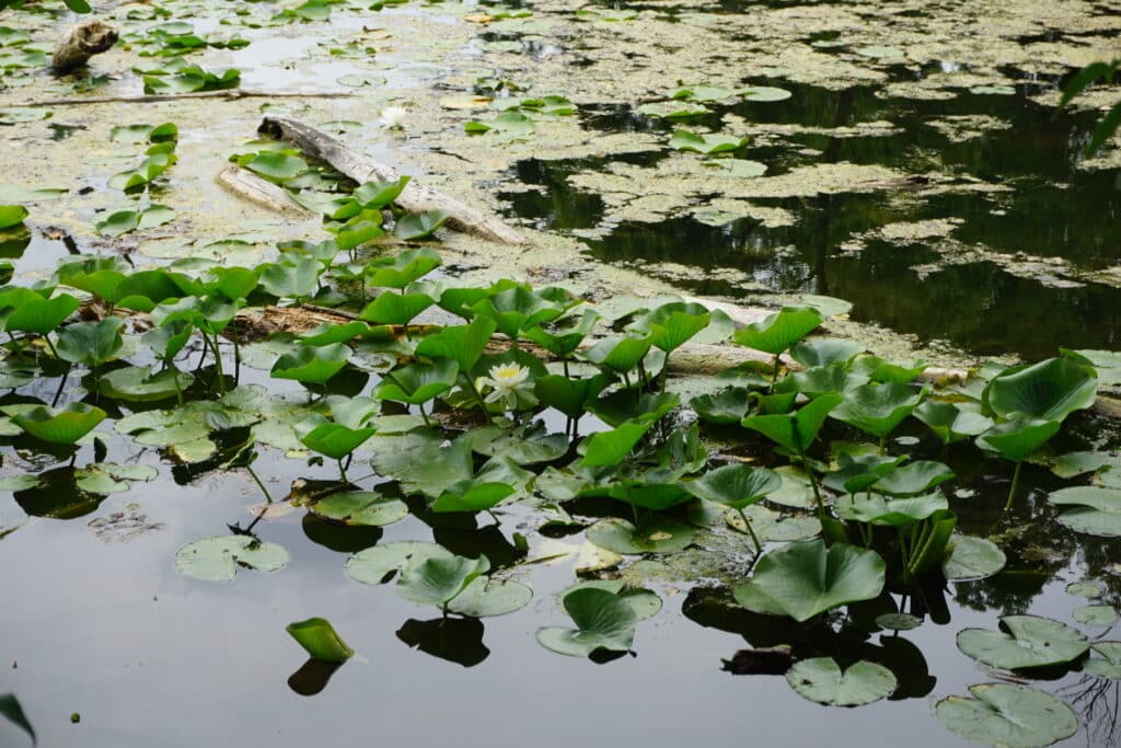 Lily-pads, flowers and algae grow on dark water around large branches floating and protruding from the water