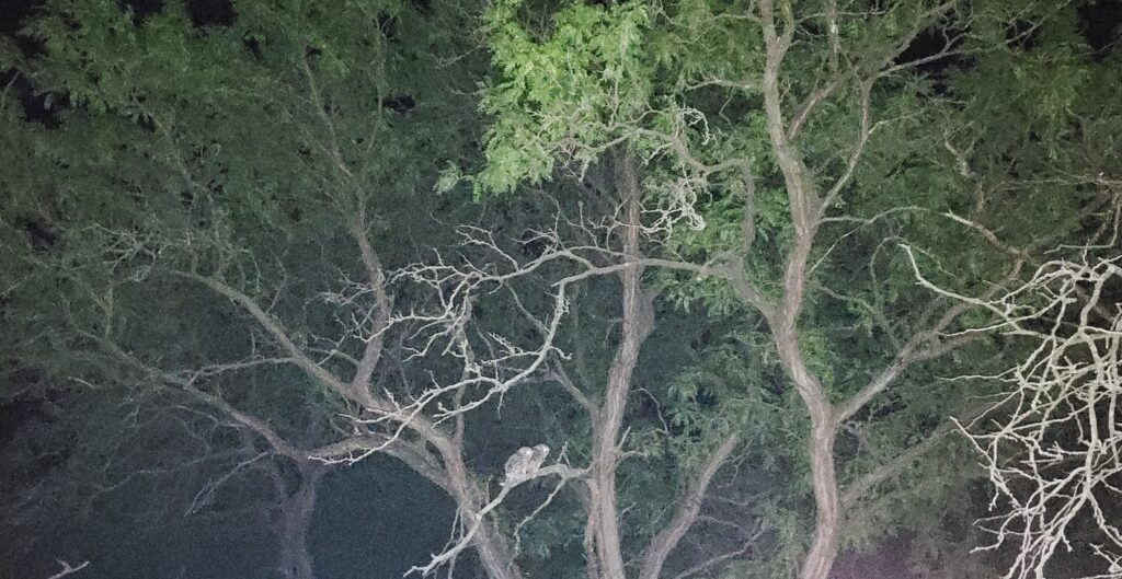 An amateur flash photo taken by Grant Phipps in the early twilight hours at Lakeland-Schiller Park, showing the two Eastern Screech Owls sitting together on a low branch in a tree.