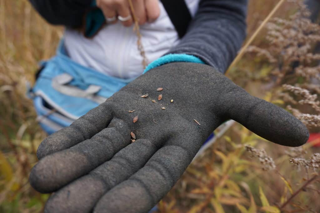 Image description: A person stretches out their gray-gloved hand to the camera, holding several light brown seeds. Prairie grass is out of focus in the background. End image description.
