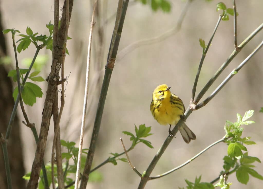 A photo shows a yellow prairie warbler with black stripes perched in a tree.