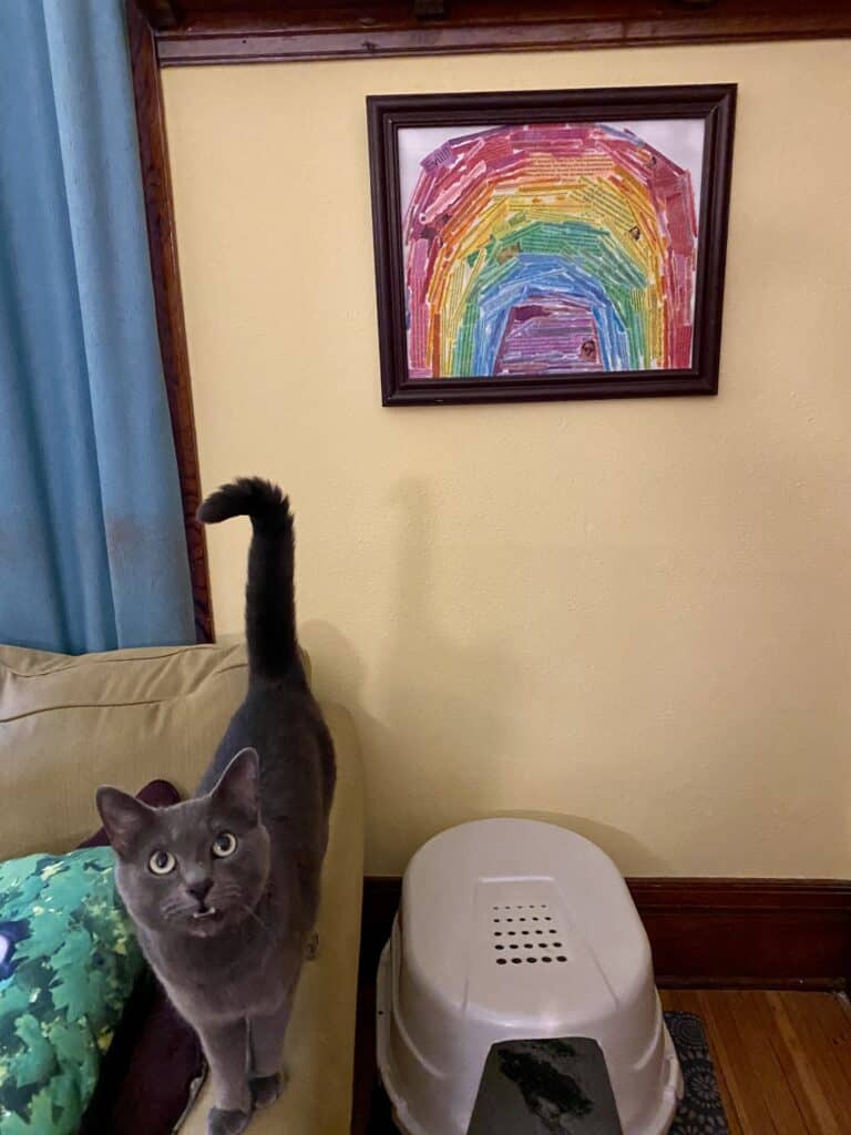 A photo shows the rainbow collage from the top of the article, framed and hanging on a wall above a litterbox. A grey cat stands on the arm of a couch next to the litterbox, looking up at the camera.
