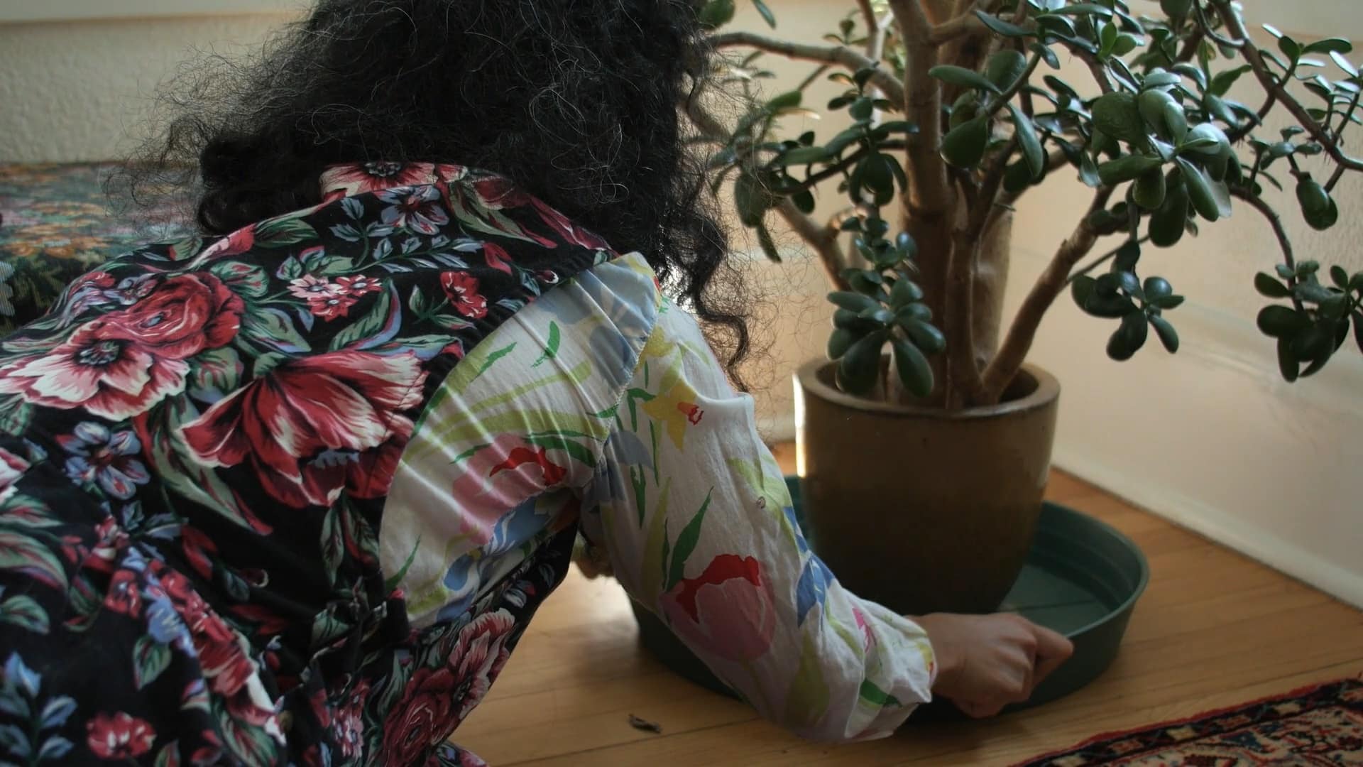 A woman with frizzy long hair wearing floral attire faces away from the camera on the left. She adjusts her fairly large succulent houseplant on a table that is receiving direct sunlight on the right.