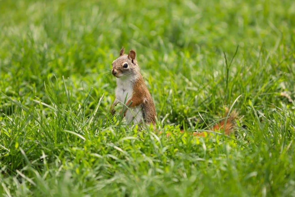 A red squirrel stands up in a patch of grass. Its in the center of the image. The red squirrel is looking out to the left of the image, facing the camera at a slight angle. The grass largely obscures the squirrel from the waist down.