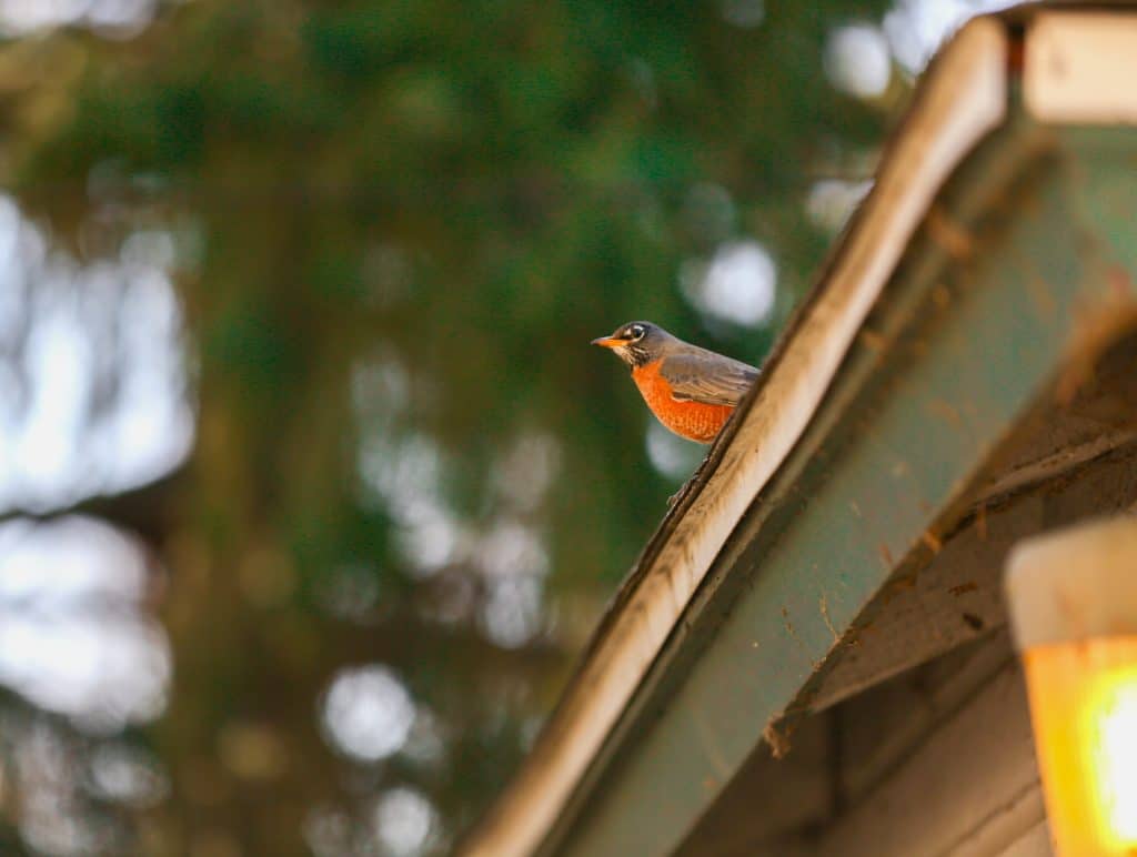 An American robin sits on the lip of a roof, peering over the edge. It's in the center of the image, its orange breast puffed out. It is staring out to the left of the image. Trees are in soft focus in the background. A yellow light beneath the roof of the house can be seen illuminated in the bottom right hand corner of the picture. The side tiling of the house appears beige while the roof accent is a dark forest green, complementing the trees.