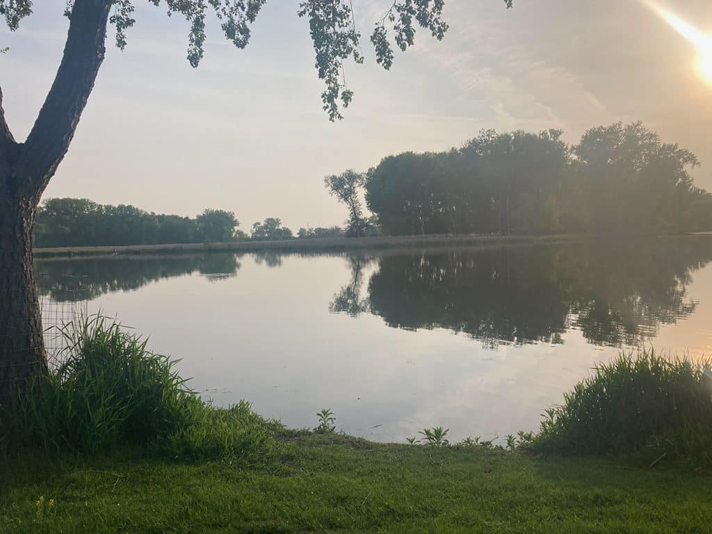 A photo shows an expanse of marsh water in Warner Park on a sunny day. Grass and trees are visible in the background and foreground, and a large stand of trees is reflected in the water.