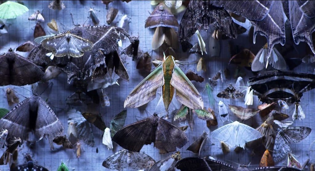 Dozens of beautiful moths of different sizes and colors flock to a white fabric screen illuminated by fluorescent lights.