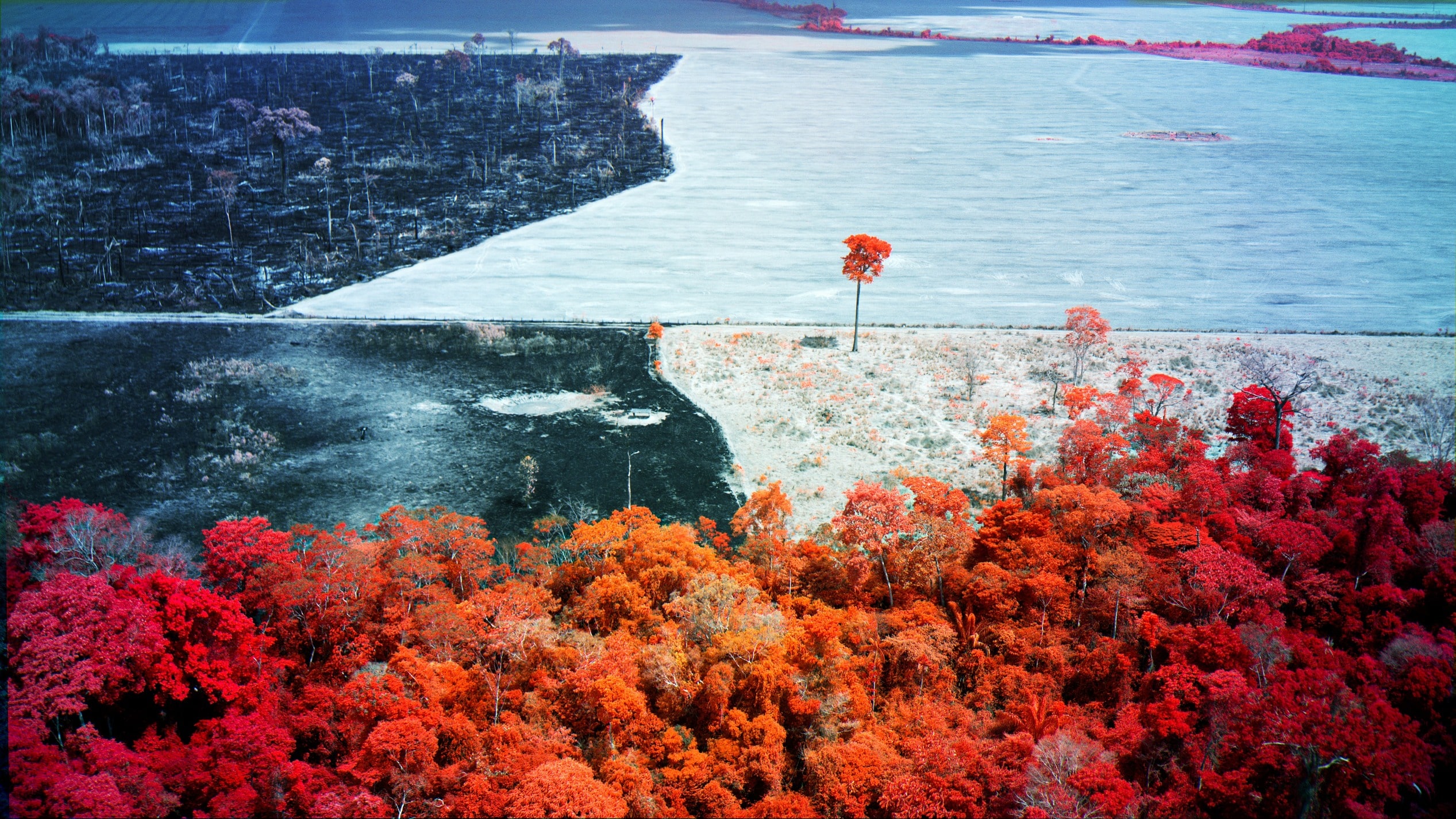 A surrealistic aerial view of part of the Amazon that renders trees in a burnt orange color in the foreground. The background features a more barren, deforested, scorched landscape in various shades of green, black, and white.