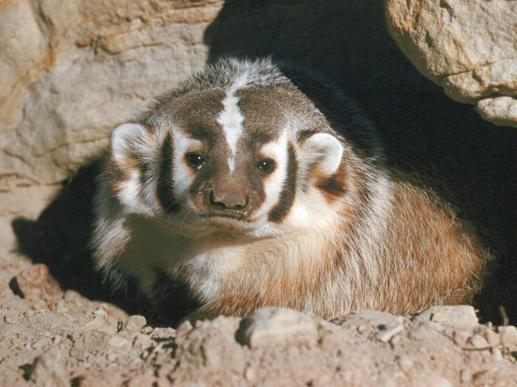 A photo shows a badger resting on the ground amid some rocks. The badger is facing the camera, with what appears to be a sad or defeated expression.