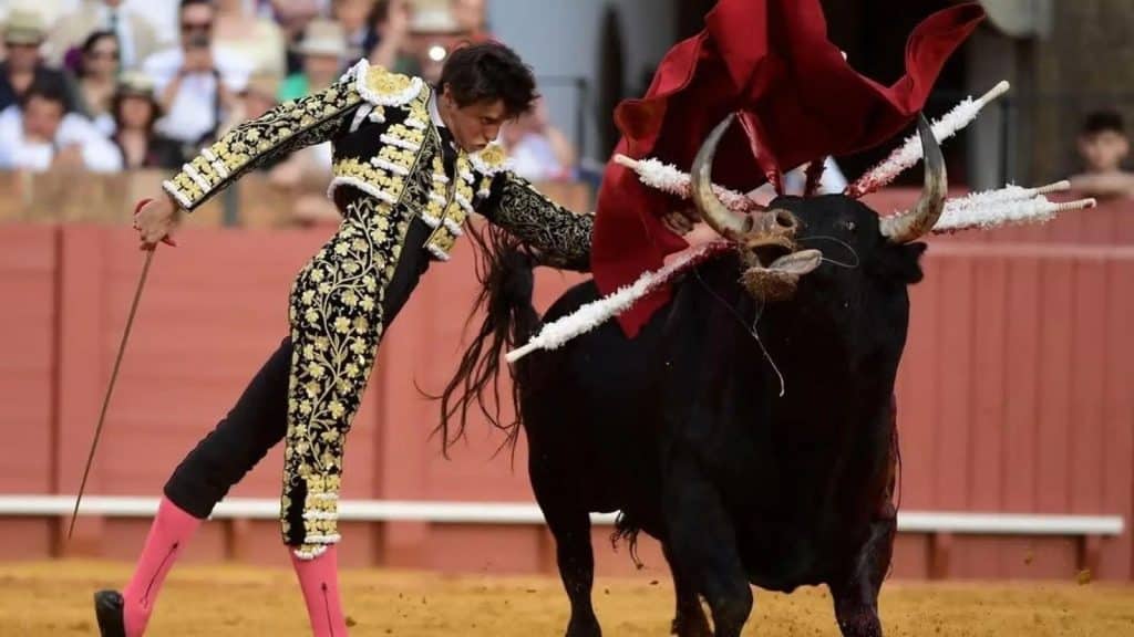 A young male matador in an ornate costume holds a sword in one hand, while a black bull charges through a muleta (red cape) in his other hand. The bull has several banderilla (barbed sticks) stuck in his back, and thrusts his head up with his tongue out.