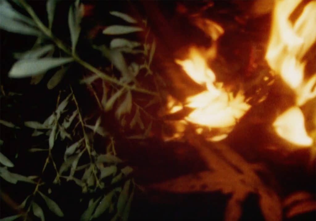 A nighttime shot captures an image that is split vertically between a plant or bush on the left and something ablaze, perhaps another plant, with orange and yellow flames on the right.