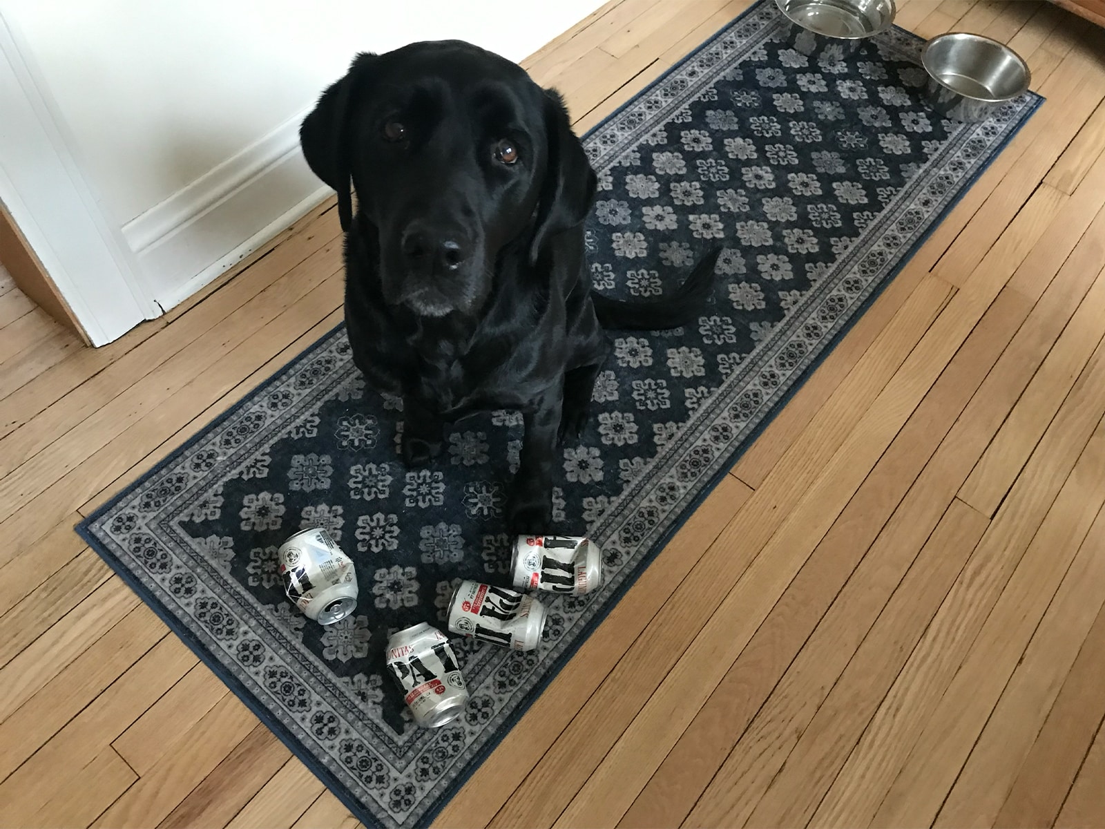 A photo shows a medium-sized dog, of the black lab breed, sitting on a rug and looking up at the camera. Several crumpled empty beer cans sit at her feet.