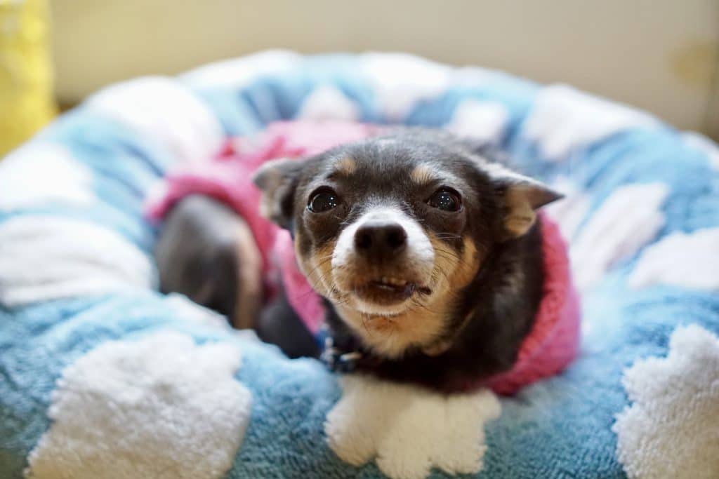 A photo shows a small dog curled up on a pillow. The dog is looking straight into the camera with a feisty expression.