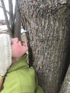 A child in winter clothes has her mouth open under a tap in a tree that is dripping out tree sap.