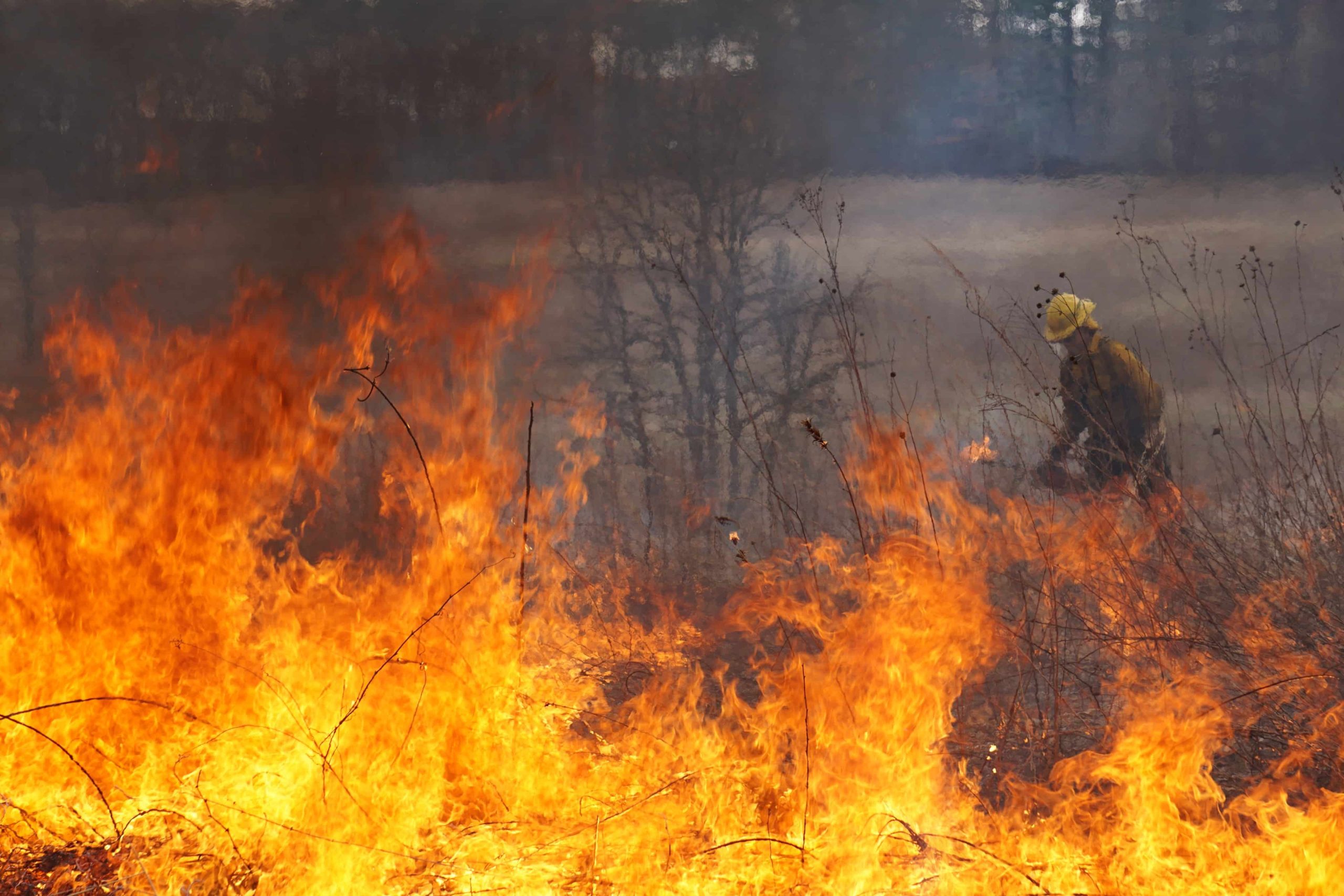 A season of fire and flood: Spring in the oak savanna