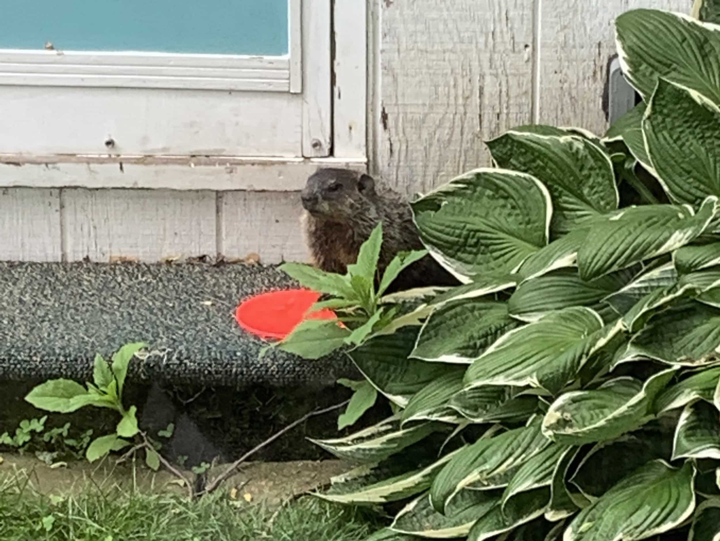 Reckoning with woodchucks