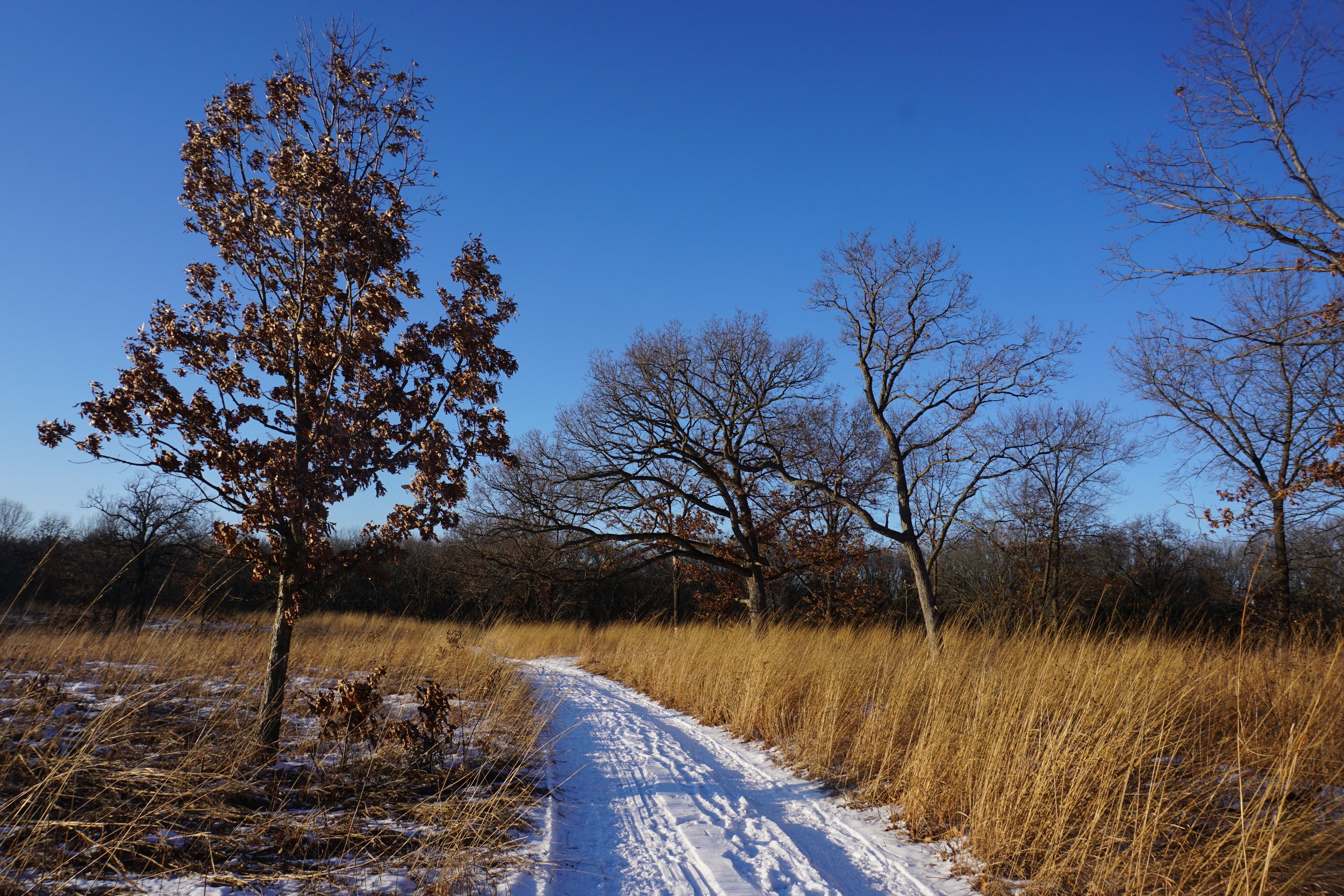 A savanna winter: Where the future begins in the past
