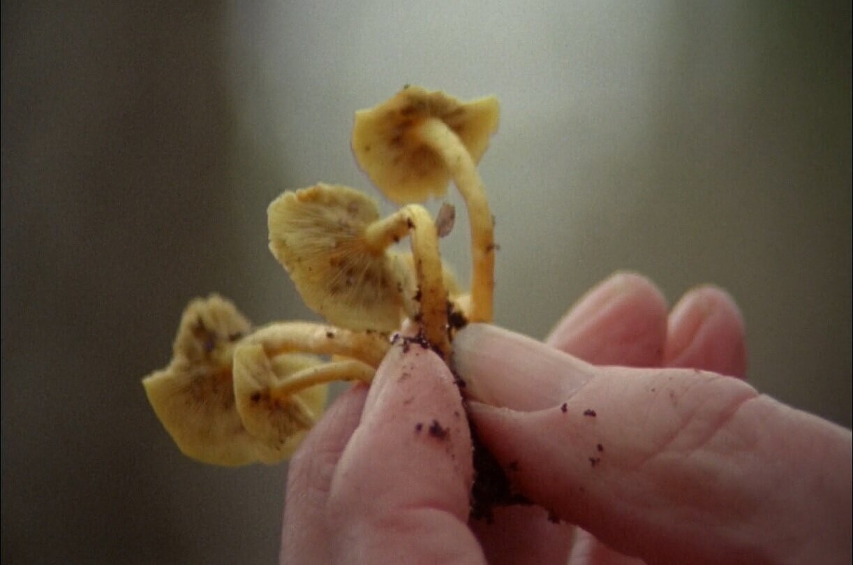 Jessica Sarah Rinland’s hands-on conservationist cinema