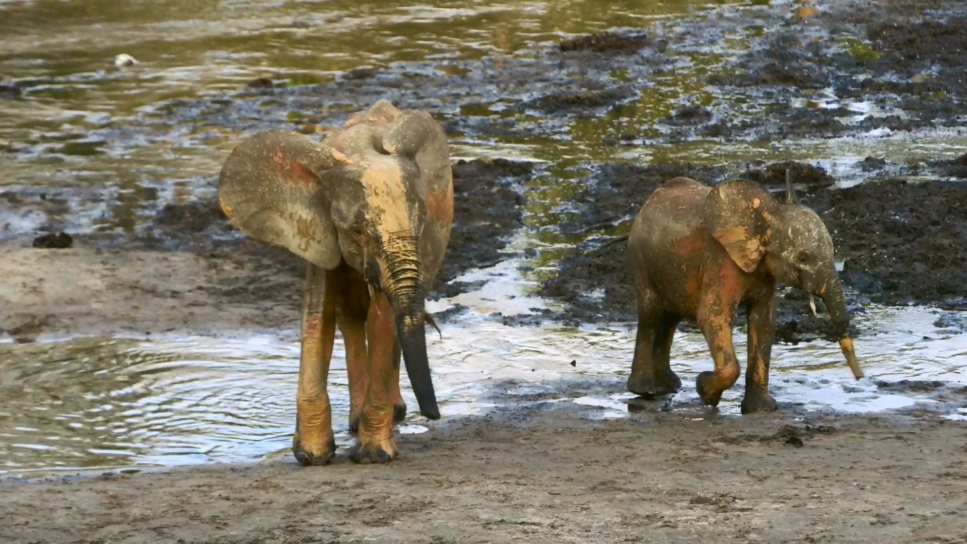 Experiments, elephants, and absurdities in WFF 2019’s “Wisconsin’s Own” series