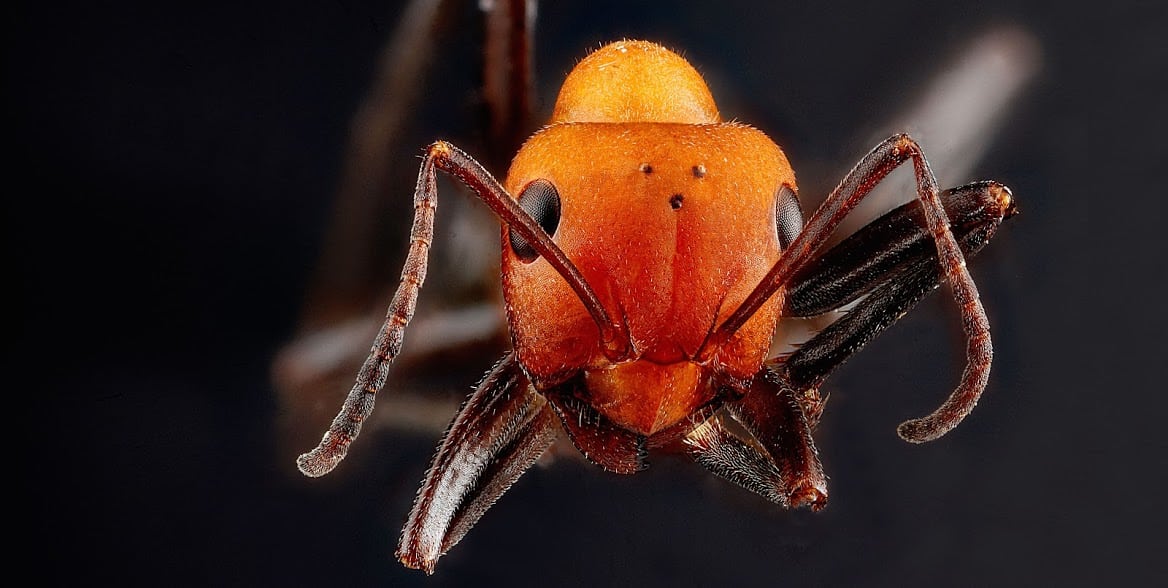 Nerd Nite Madison Podcast: Of ants and parasites