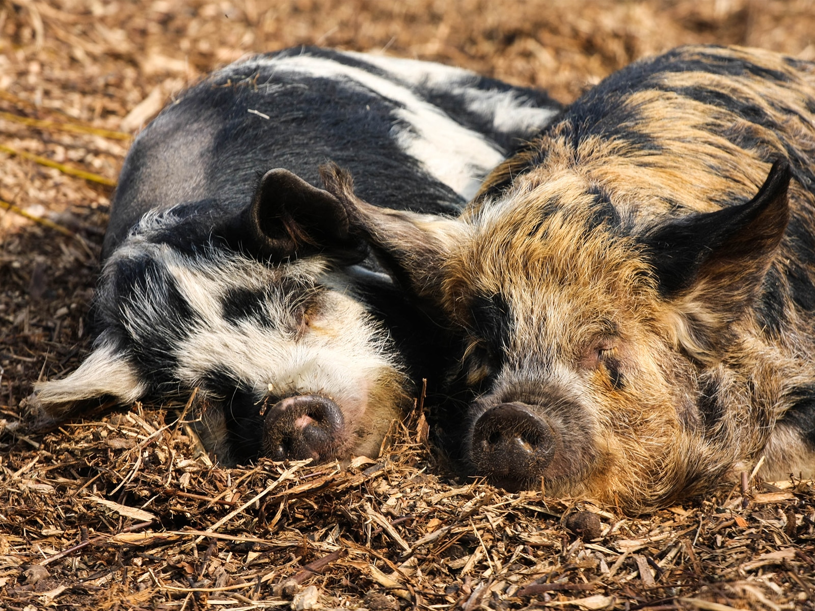 Why do we care about a pig’s housing more than a person’s? 