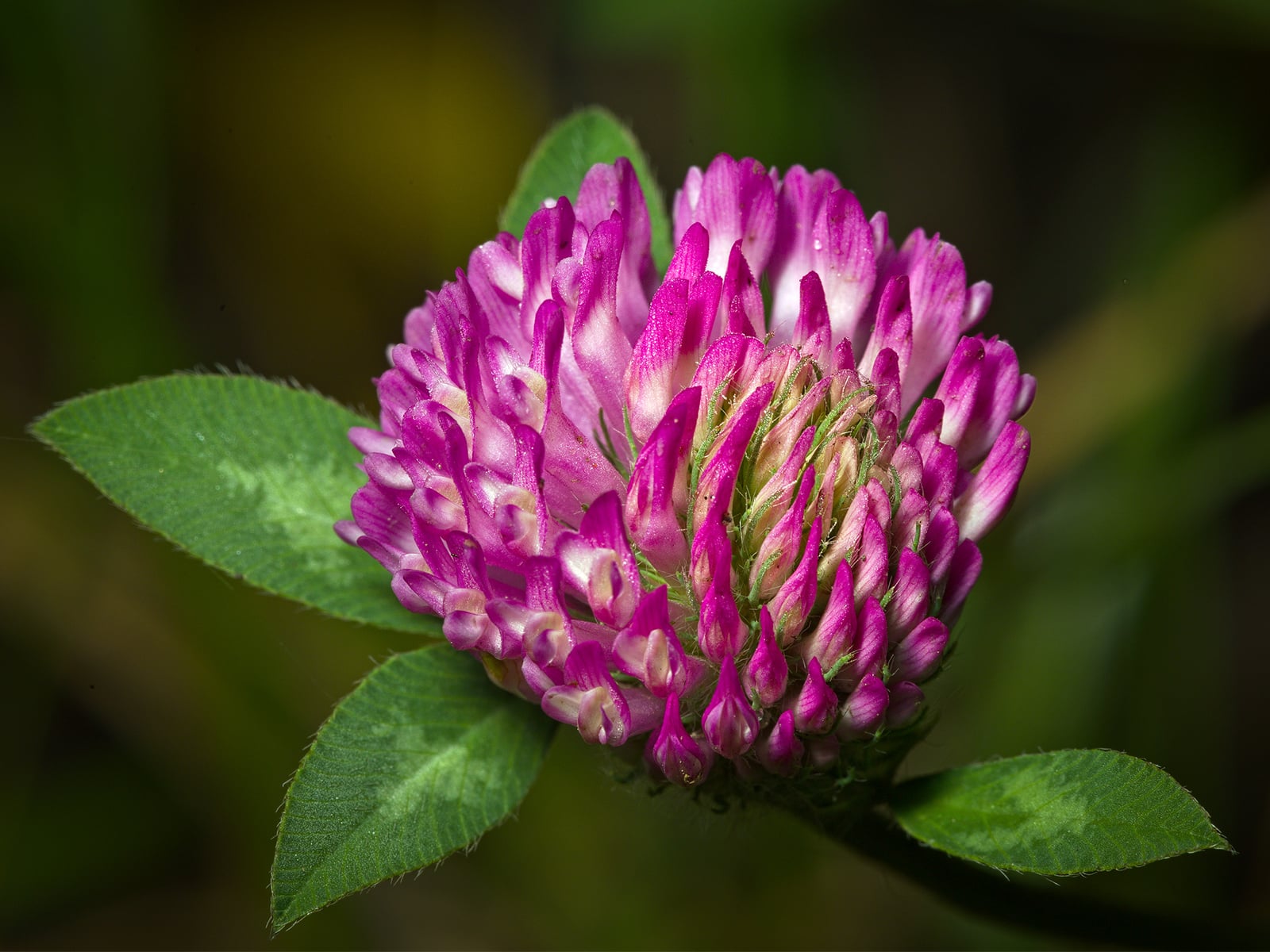 Close-up photo of a red clover blossom with lots of small, pointed fuchsia petals.